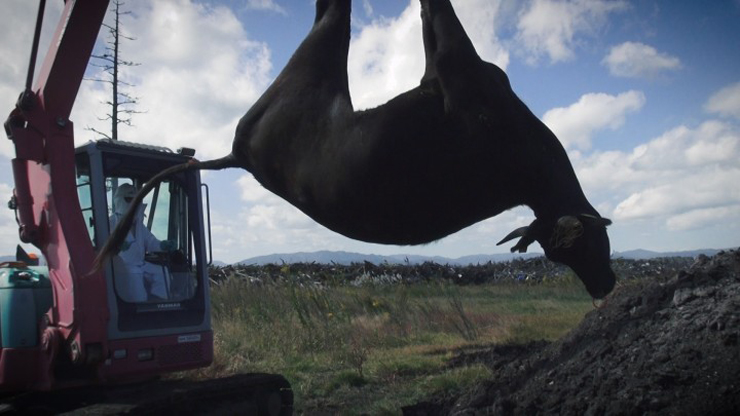 ドキュメンタリー映画『被ばく牛と生きる』が劇場公開のためのクラウドファンディングを開始。