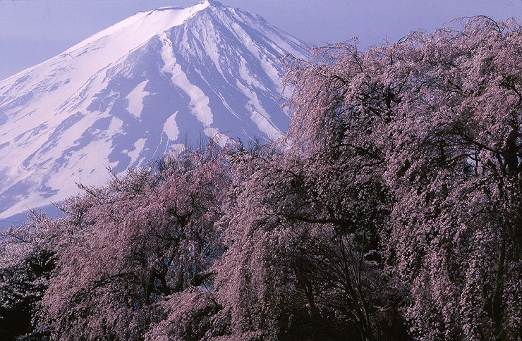 山梨県勝山村（現富士河口湖町）から「桜と富士」撮影：竹内敏信